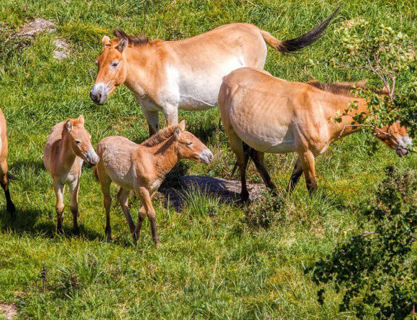 Mongolei_Przewalski_M