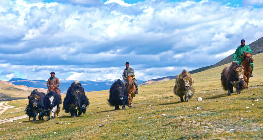 Mongolei Nomaden Yak